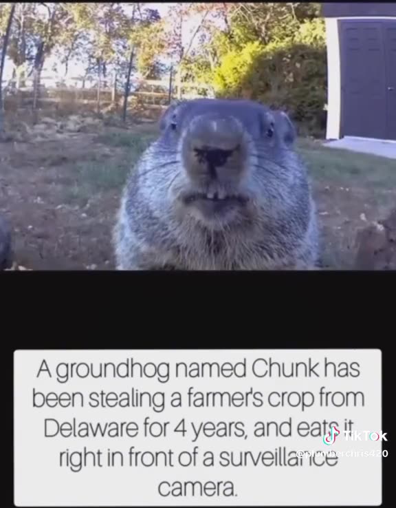 TRY NOT TO LAUGH 🤣