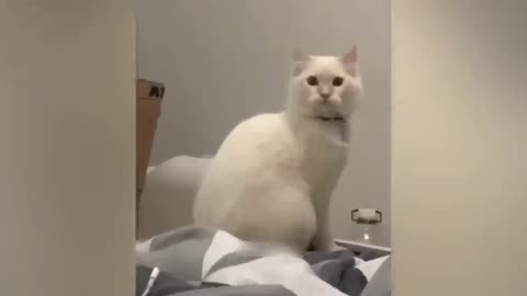 FUNNY ANIMALS VIDEOS 2023