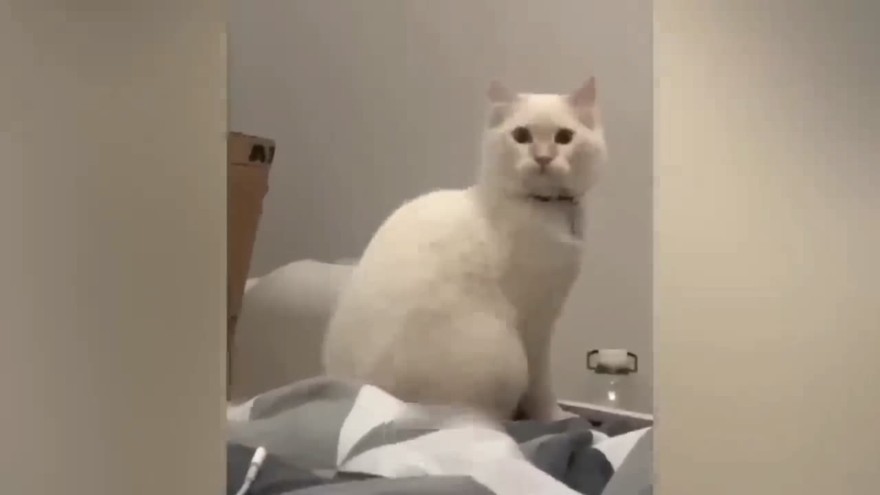 FUNNY ANIMALS VIDEOS 2023