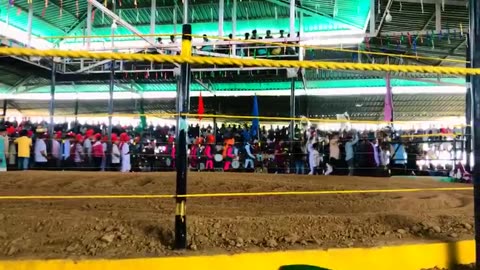 Mandoli sinj mela
