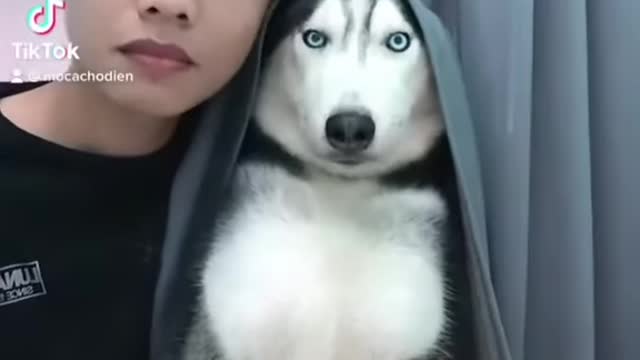 funny dog compilation