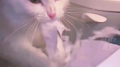 Beautiful cats funny