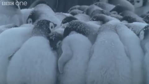 Emperor Penguins Huddle for Warmth | Nature on PBS