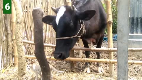 6 Cow Mooing - Whose Voice Is Good _ Every Cow Make Sounds Two Times _ Cow Voice Sounds PART 2