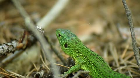 Natural beauty of our animal