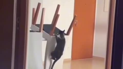 Funny moments of my cat 😂😂