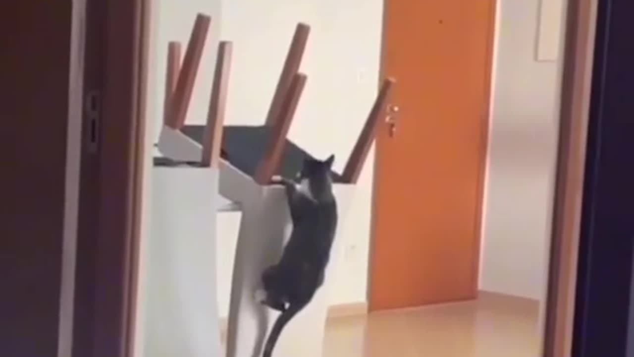 Funny moments of my cat 😂😂