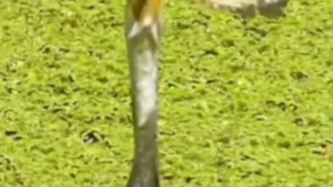 Amazing fish escape