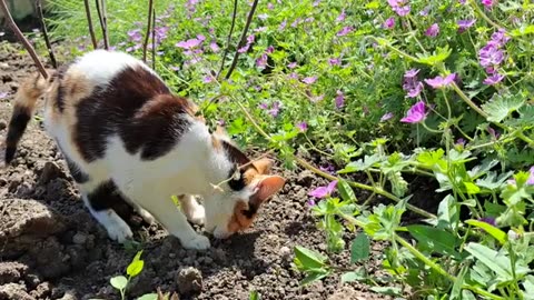 Cute cat eats food in green garden.