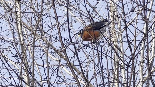 Beautiful Robins are back