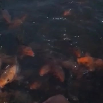 Colorful 🐠 Fish Techshahin24