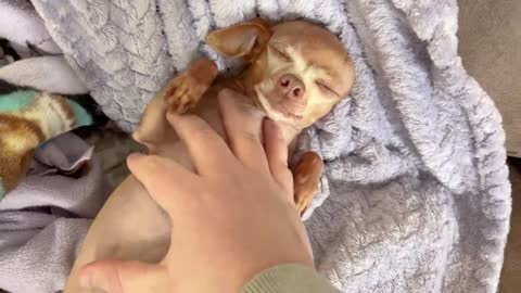 Dog Dad Gently Soothes Terrified Chihuahua During PTSD Episode