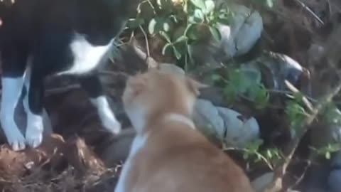 Funny cats