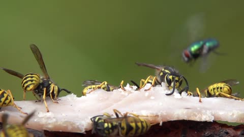 Slow Motion Footage of Wasps Feeding