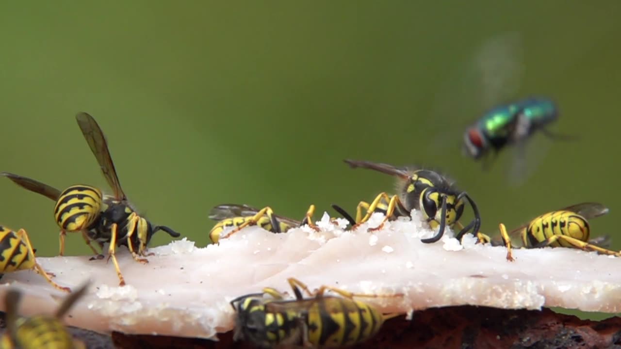 Slow Motion Footage of Wasps Feeding
