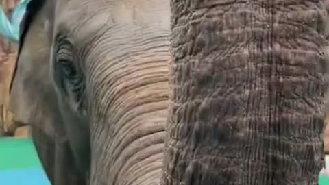 Most Funny Wild Animal - Cutest baby Elephant Videos #DSFSER532