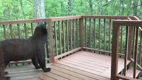 Momma Bear and Cub On Porch in Gatlinburg - BJBourg