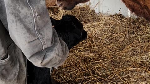 Cordex calf 2023