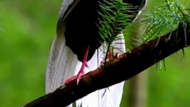 That's a gorgeous bird very beautiful . What kind of bird is this