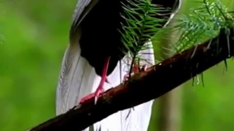 That's a gorgeous bird very beautiful . What kind of bird is this