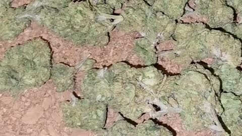 Lemon cherry gelato weed review rsosos
