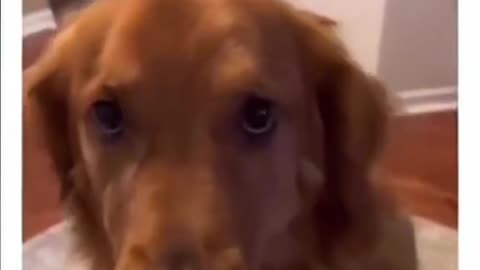 😂🐾 Funniest Animal Moments - You Won't Stop Laughing! Part-1