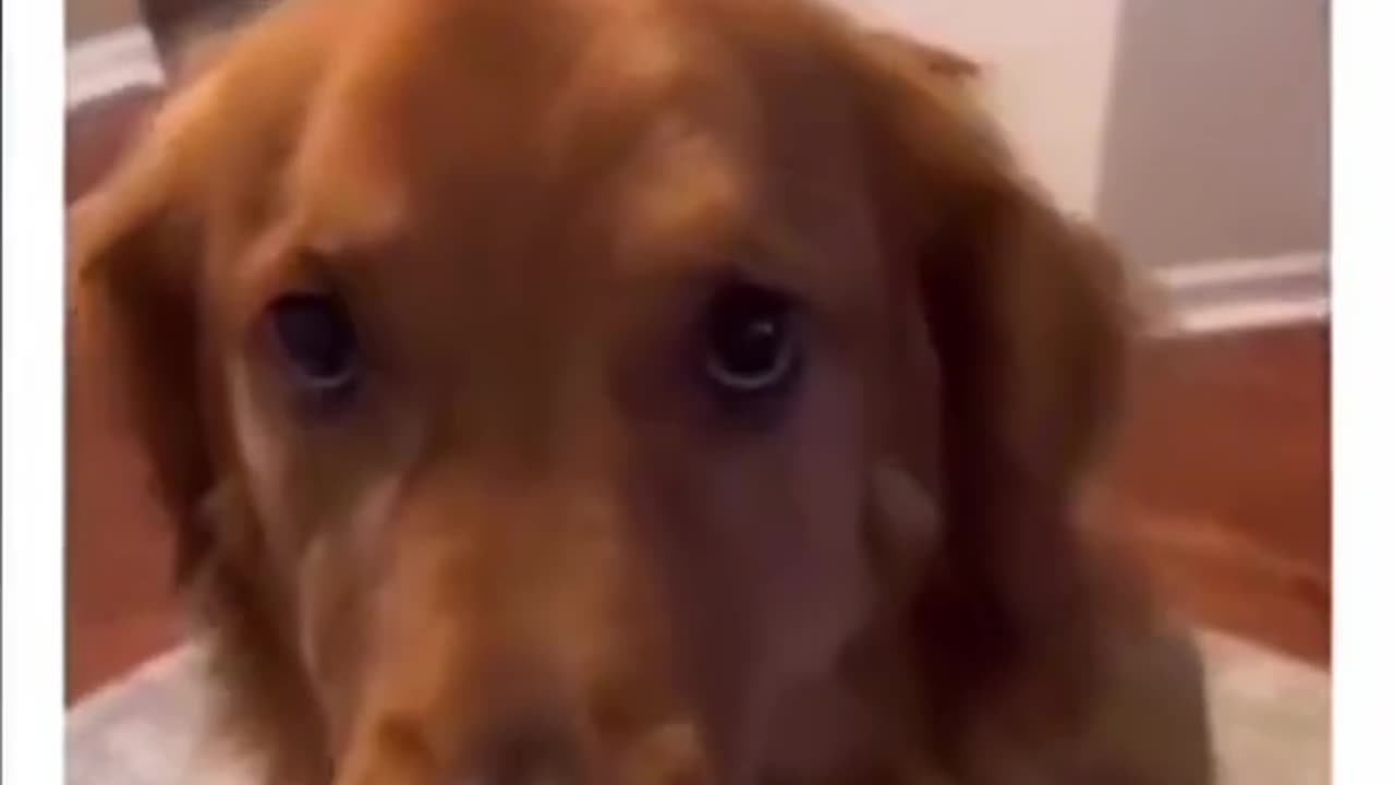 😂🐾 Funniest Animal Moments - You Won't Stop Laughing! Part-1