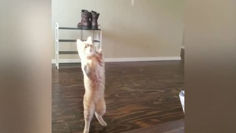 Funny Animal videos 2023 | funniest animals videos | Relax with cute animal videos.