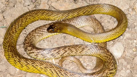 5 Most Venomous and Deadliest Snakes in the World.