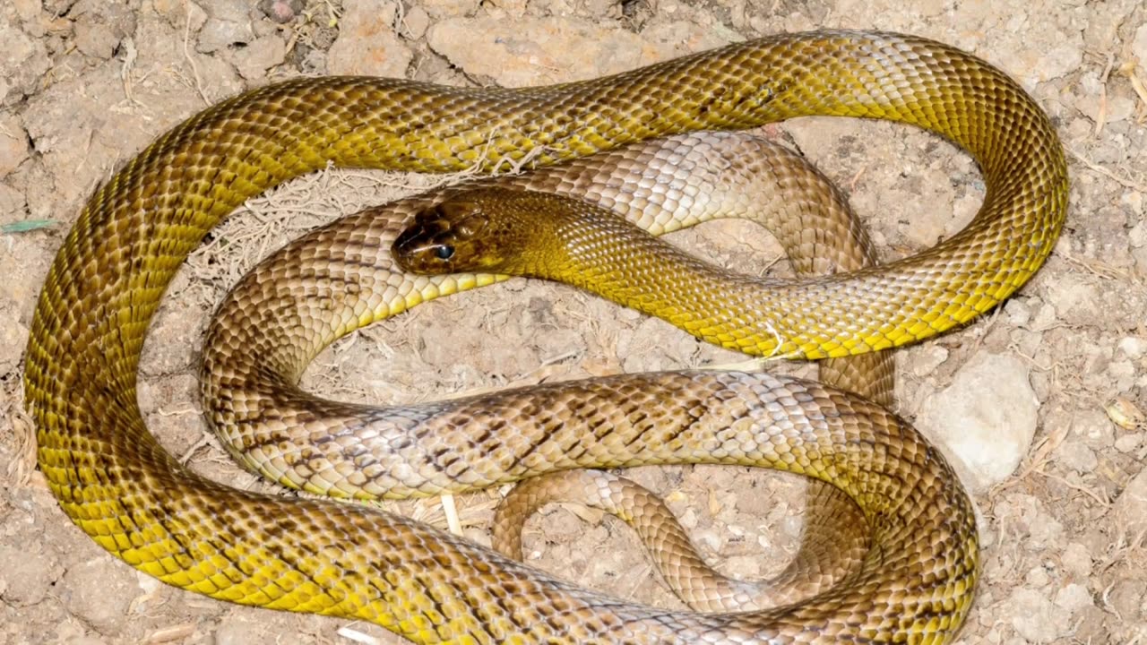 5 Most Venomous and Deadliest Snakes in the World.
