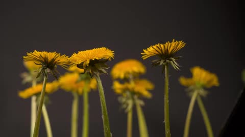 Relaxing Music | Sleeping, Meditation, Stress Relief | [6168] ⭐️