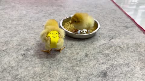 Two chicks treat the kitten as their mother. warm sleep
