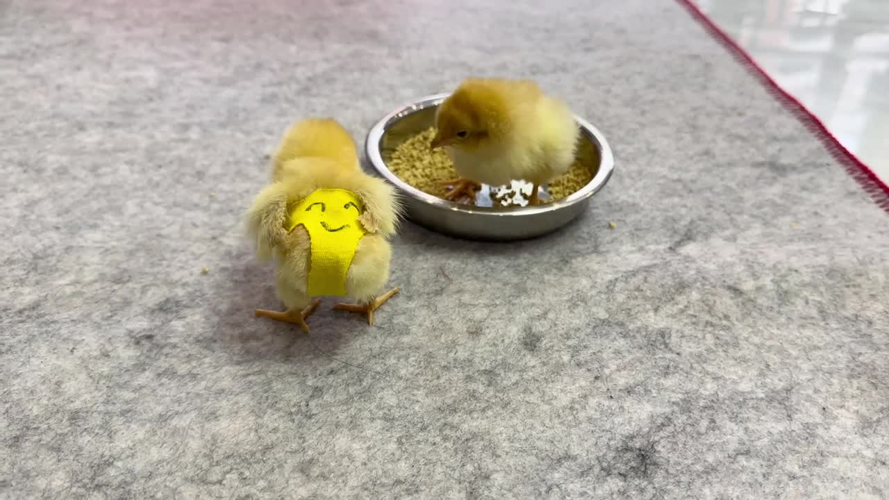 Two chicks treat the kitten as their mother. warm sleep
