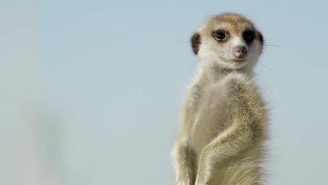Animals | wildlife
