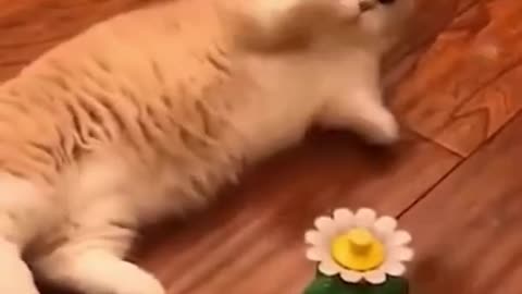 Funny cats cute cat amazing videos