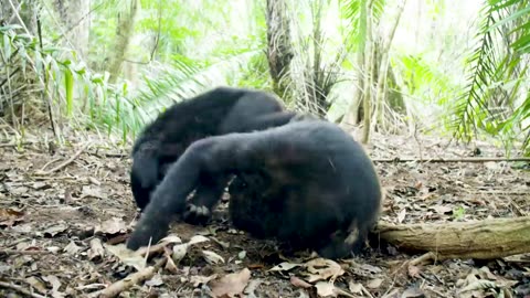 NASA Joins Jane Goodall to Conserve Chimpanzee Habitats