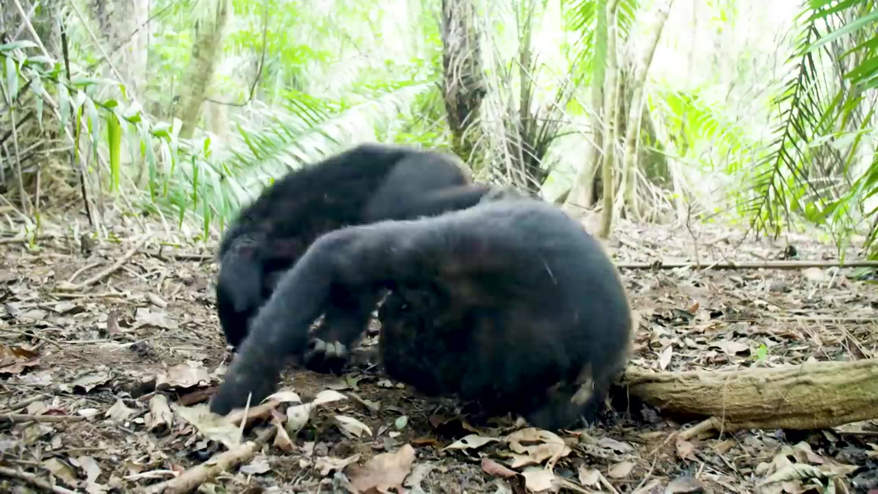 NASA Joins Jane Goodall to Conserve Chimpanzee Habitats