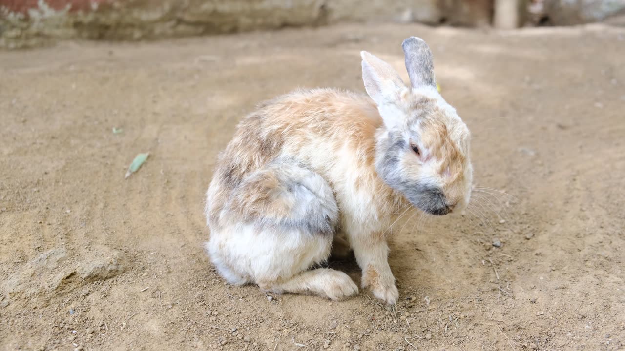 A Rabbit Grooming Itself While Resting Still In The Ground