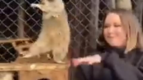 💜ANIMAL TIKTOK COMPILATION ------ REACTIONS video💜