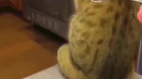 FUNNY CATS and DOGS 😇 Funniest Animal 2023