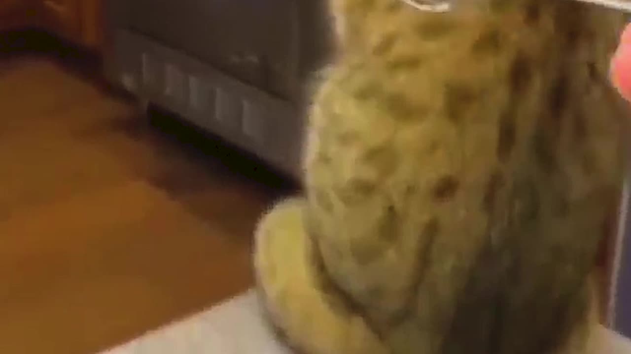 FUNNY CATS and DOGS 😇 Funniest Animal 2023