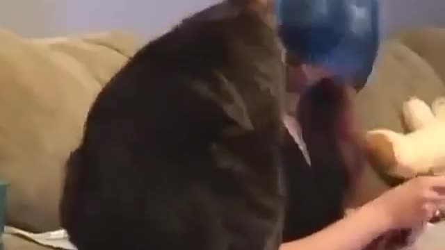 Cat Funny Videos...( poor kitten 😂😂❤️😂🔥) #catlove#love