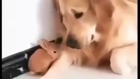 Cute Bunny Playing with Dog #shorts #viral #shortsvideo #video