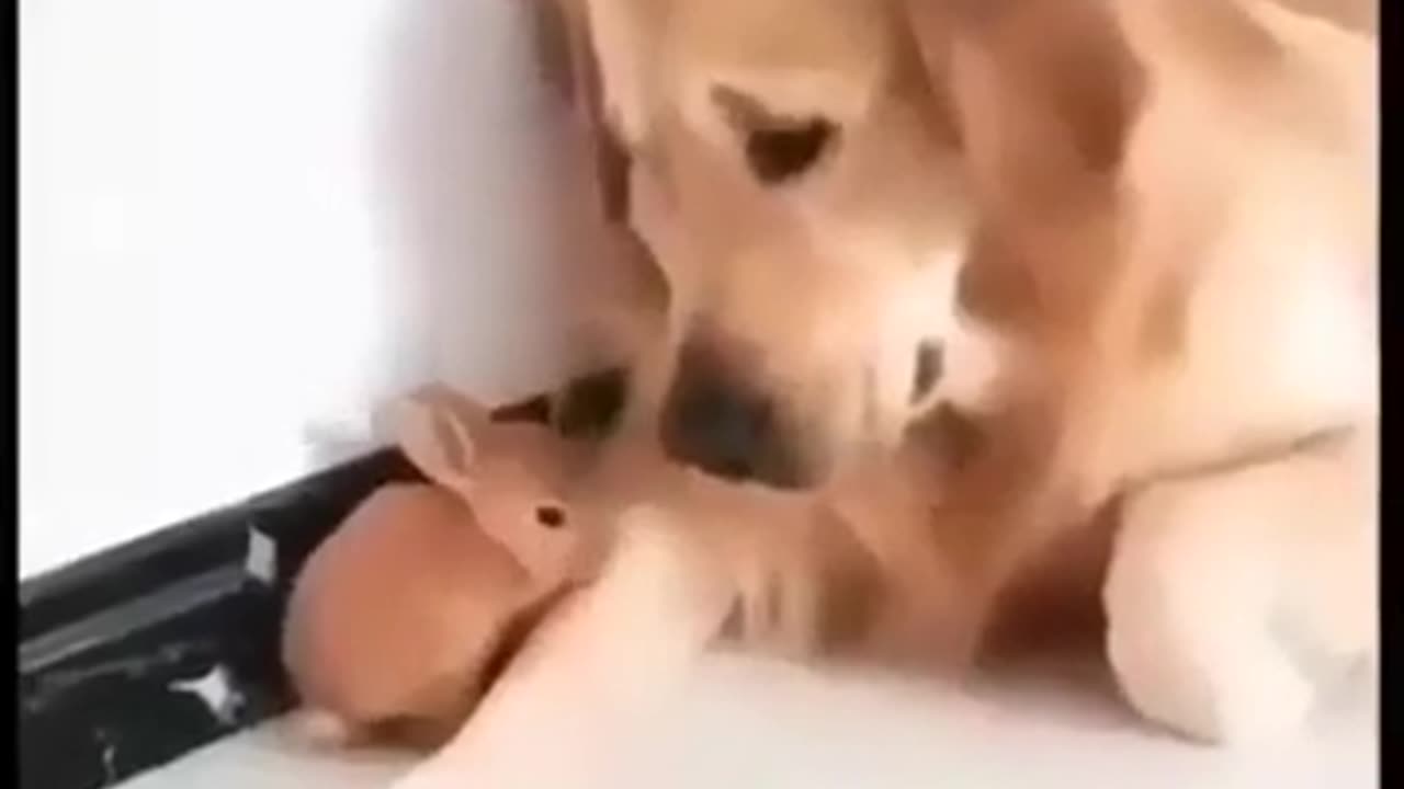 Cute Bunny Playing with Dog #shorts #viral #shortsvideo #video