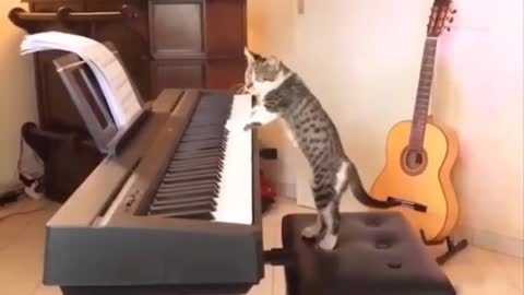 Funniest Cats 😹 - Don't try to hold