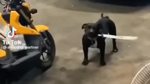 Cute and Funny Animal Video😂|| Funniest Viral Puppy Cat clips 😹|| #shorts video #funny animals #cats