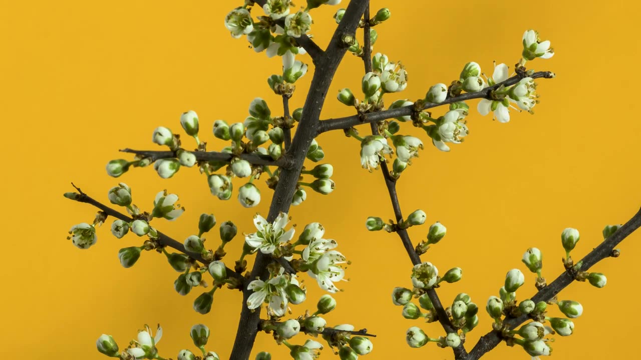 [4K] Time-Lapse: Flower Blooming | Free HD Videos -