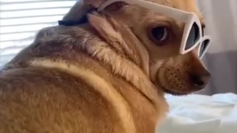 Funny Dog video #03#shorts 🤪🦴 so funny and cute🥰It will make you laughter.Funny pets compilation