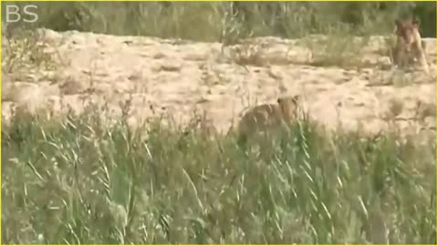 The Greatest Fights In The Animal Kingdom | Lion VS Buffalo