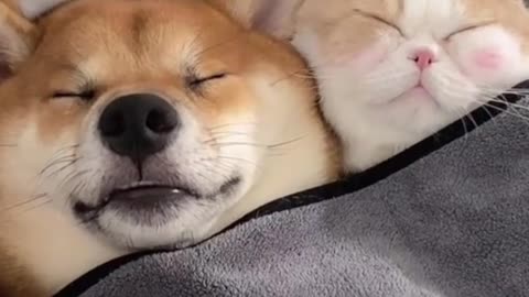 Cute Dog and Cat